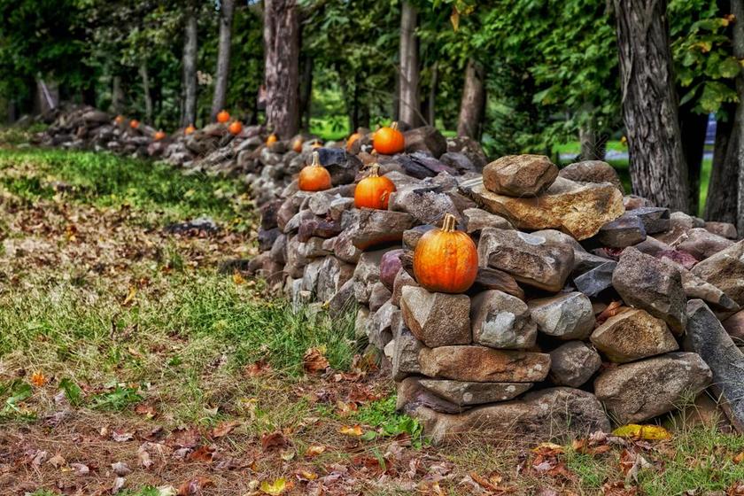 石围墙 康涅狄格州 森林 树 南瓜 秋天 秋 落叶 自然