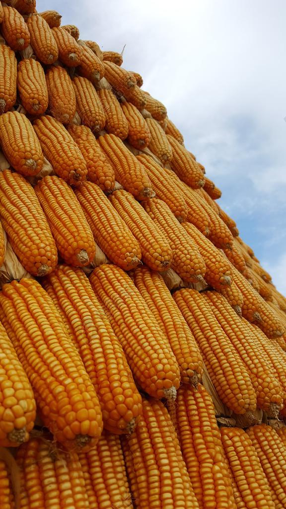 农场唯美堆积的玉米背景图片