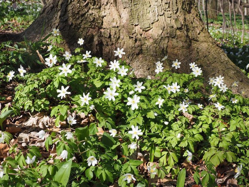 森林自然盛开的花朵背景图片