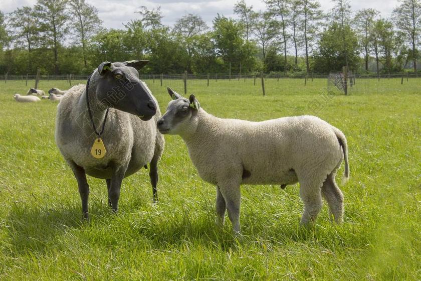 牧场自然小羊羔背景图片