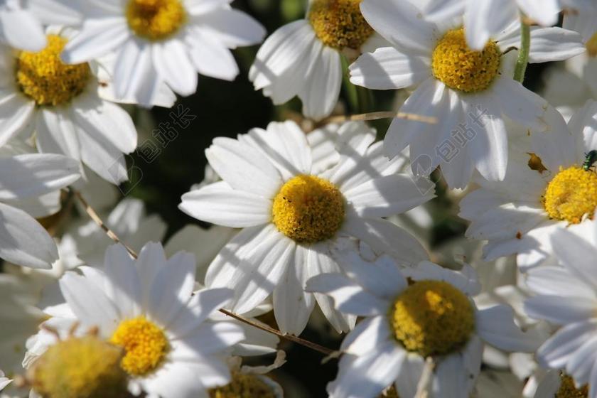 花 自然 花园 花的 新鲜 鲜花礼品店 花性质 花草甸