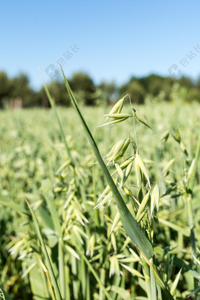 农田自然燕麦堆背景图片