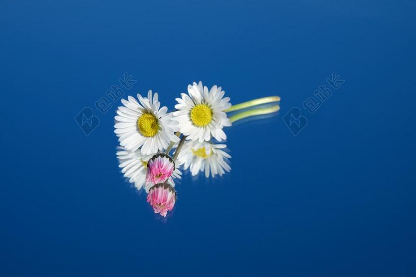 雏菊 花 鲜花 红色 粉红色 白