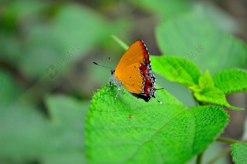 昆虫 蝴蝶 微距