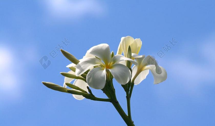 姜黄色百合花 鲜花 自然 白 黄色 花瓣 天空 开花 盛开