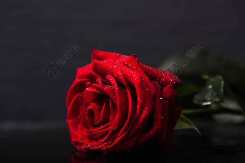 黑 植物学 特写 概念 黑暗 滴 花 新鲜 爱 低调