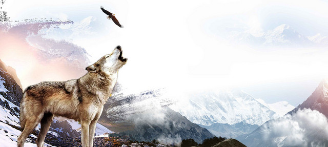 白色云雾山峰动物狼嚎风景企业文化展板海报背景