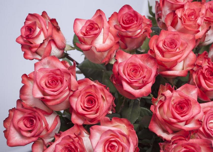 玫瑰 鲜花 粉色 粉红色的玫瑰 粉红玫瑰