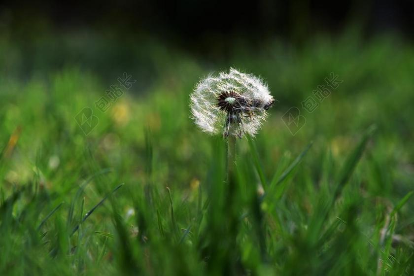 蒲公英 光影 生命 绿色 背景