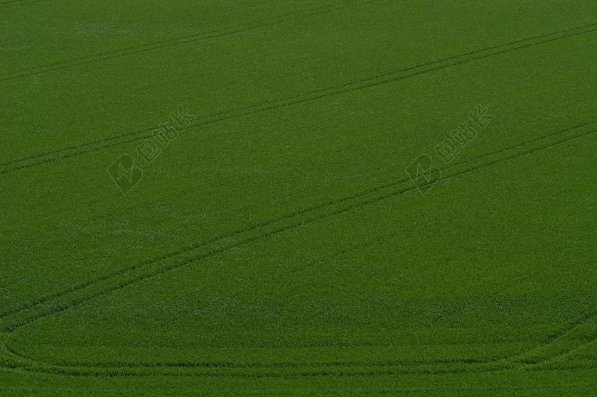 麦田 耕地 字段 土路 绿色 夏季 轮胎痕迹