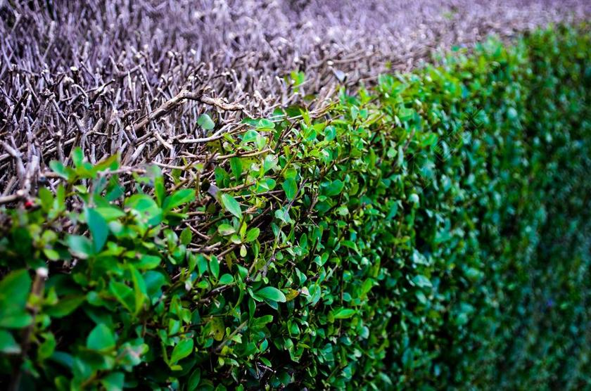 抽象 背景 布什 关闭 生态 环境 篱笆 原野 植物区系