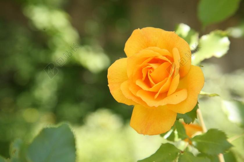 玫瑰 鲜花 春天 大自然 景观 植物 花园 黄色 黄色花