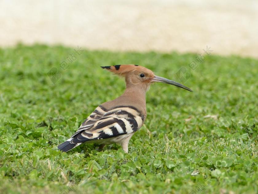 农场自然戴胜鸟背景图片