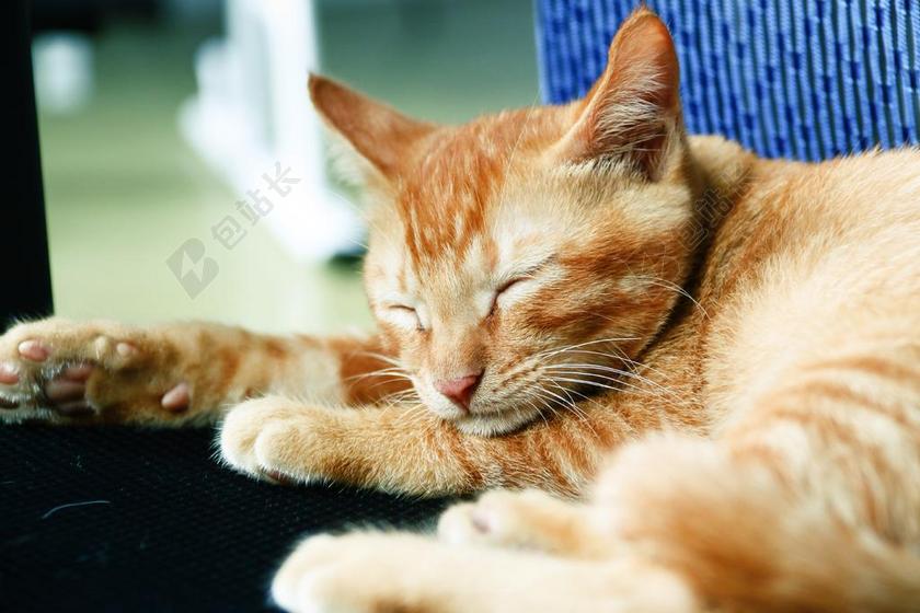 猫 萌宠 动物 睡觉