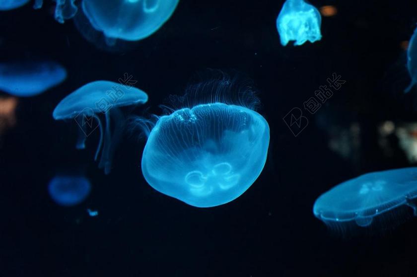 水族馆清新水母背景图片
