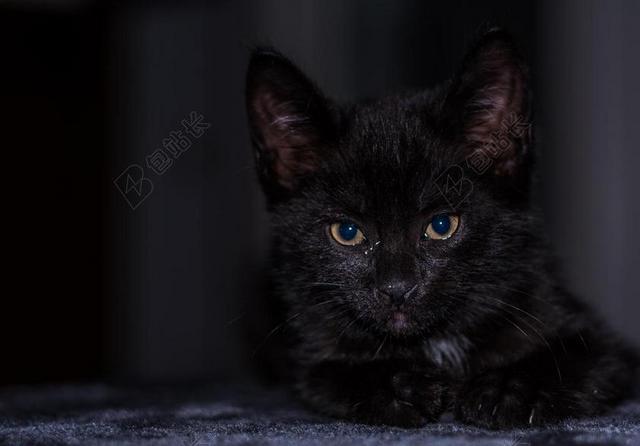 自然趴在地上的黑色小猫背景图片