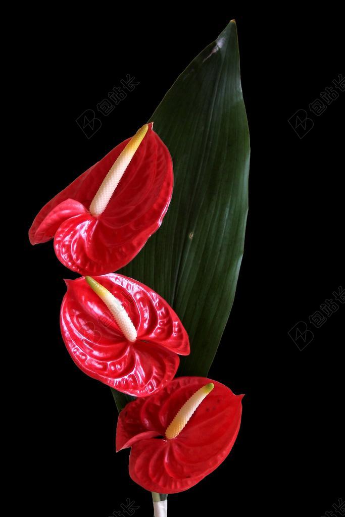 弗拉明戈花 红掌 开花 红色