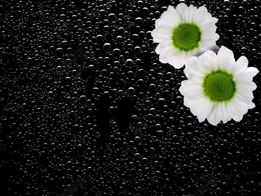 植物唯美玻璃上的菊花背景图片