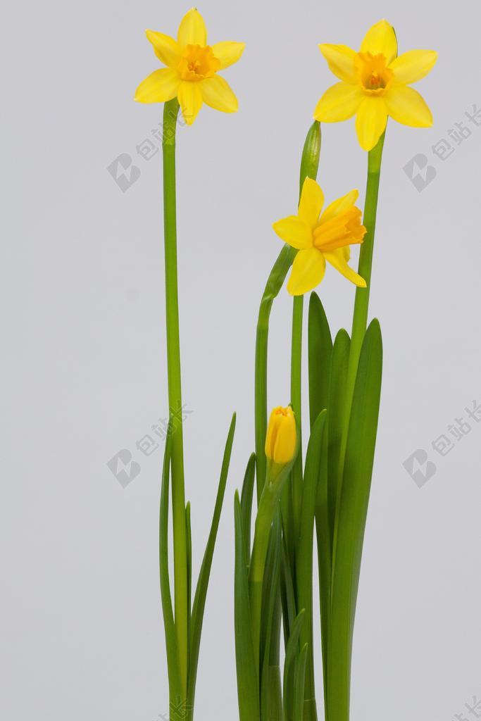 植物唯美水仙开花背景图片