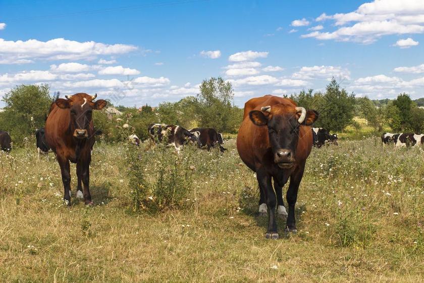 牧场自然母牛背景图片