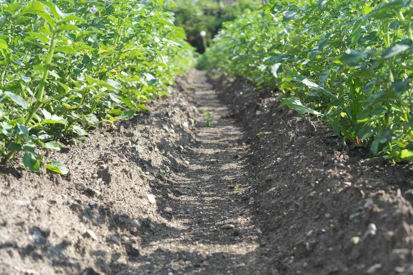 土豆 胡同 之间 方向