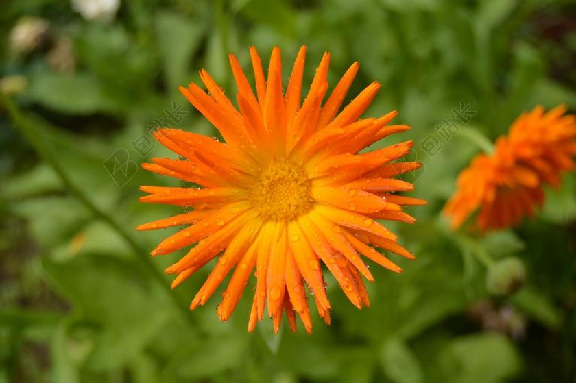 花 滴 雨 雨滴 水 滴水滴 植物 花园 雨后 美味佳肴