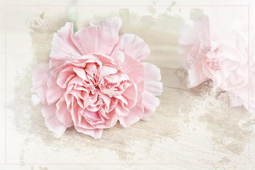 清新粉红色的康乃馨背景图片