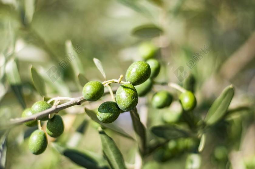 橄榄 树 橄榄树 绿色 植物 花园 地中海 橄榄枝