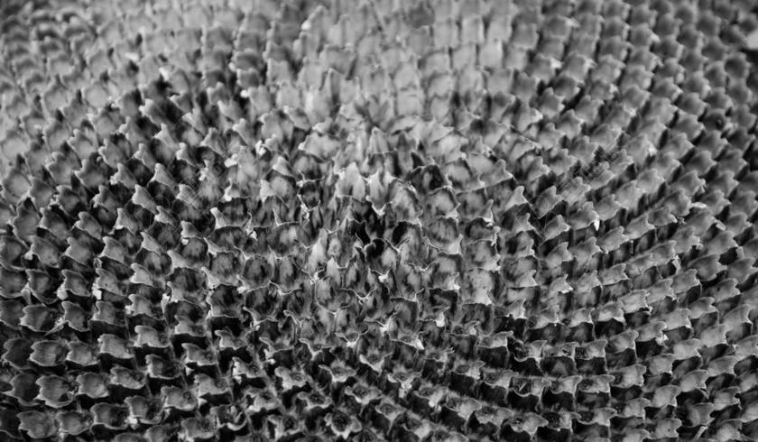 自然纹理混乱的植物背景图片