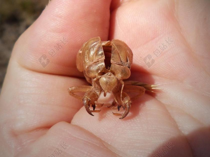 蝉 板球 皮肤 慕达 蜕皮皮肤 手 皮肤改变