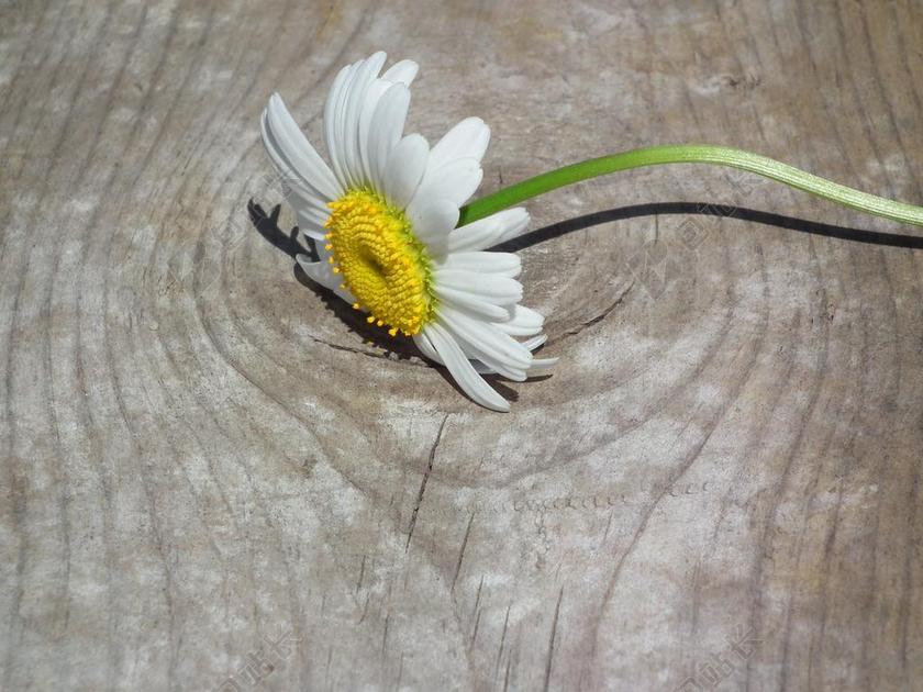 花卉 黛西 白 鲜花 一天 花瓣 工作表 布卢姆 夏季