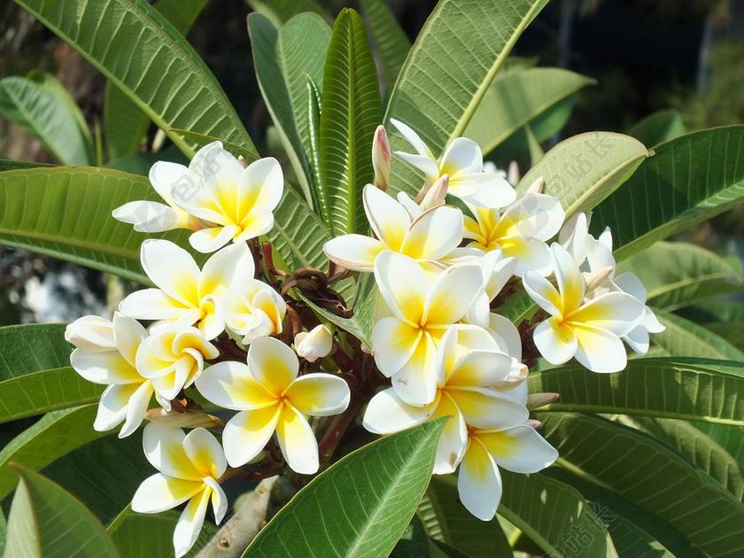 鸡蛋花 花卉 热带植物 白 黄色