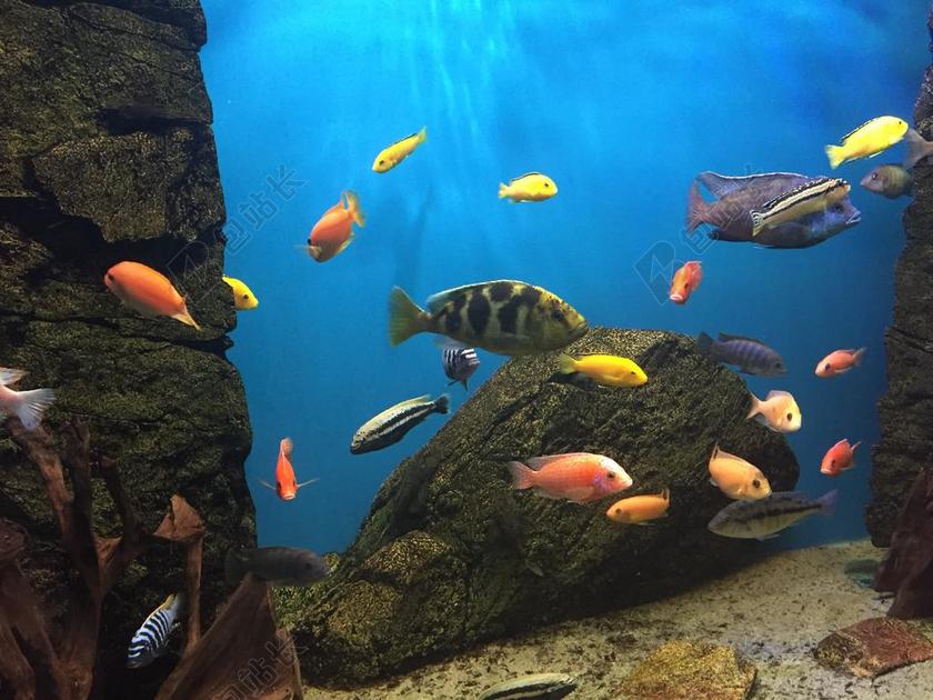 鱼 水族馆 颜色