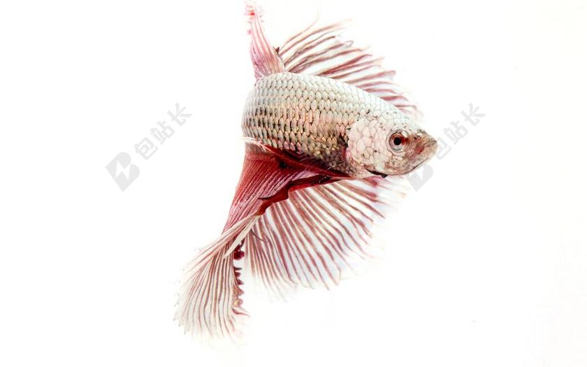 互联网科技鱼矢量图背景图片