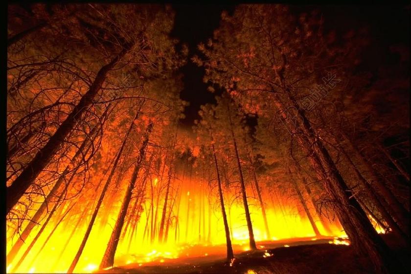 森林唯美大火背景图片