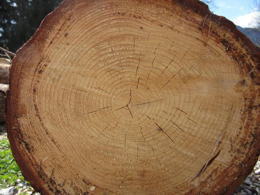 日志 木 年轮 树 吠 粮食 像 锯掉 部落