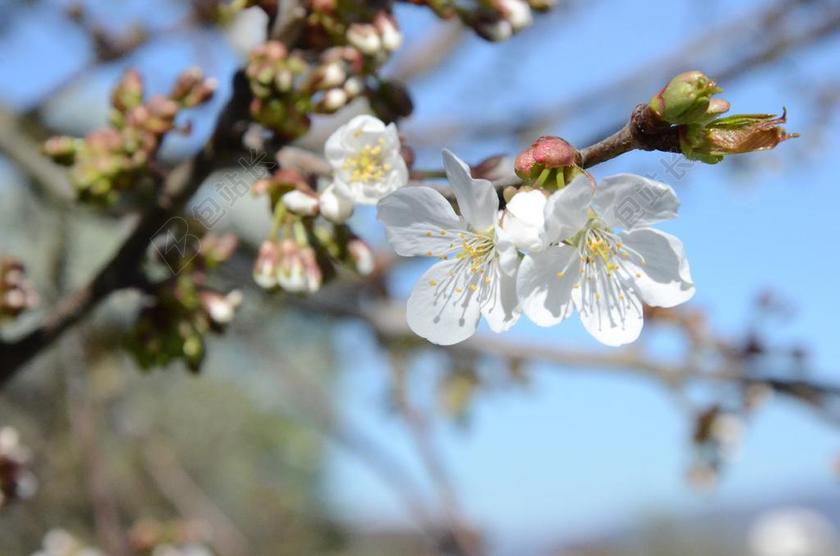 树 白花 樱花 白 春天 开花 樱桃
