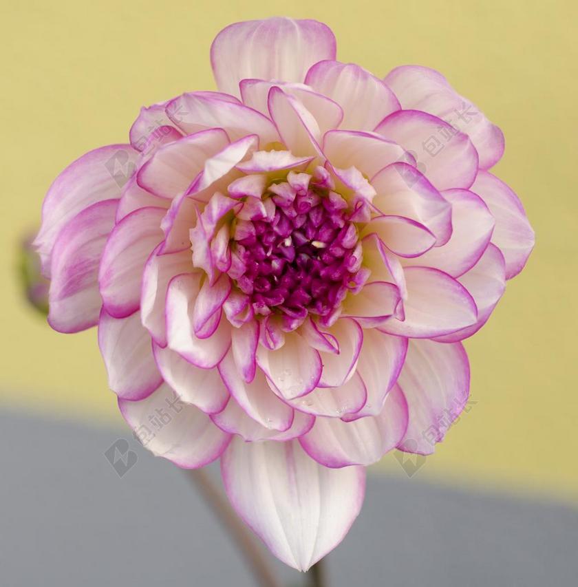 娇琴纱 花 开花 花花园 紫色的小花