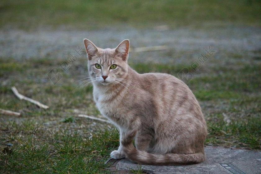 自然绿草地上的黄猫背景图片