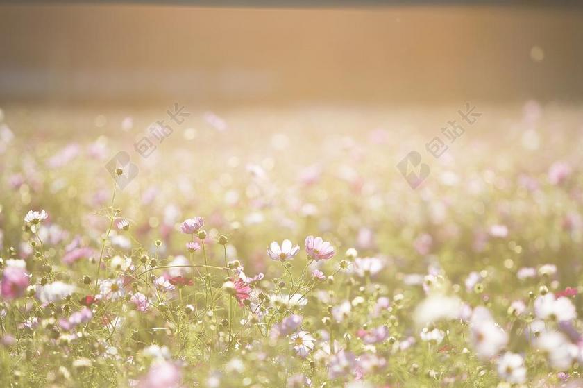 大自然唯美秋季的鲜花背景图片