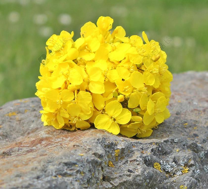 花园清新岩石上的油菜花背景图片