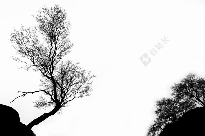 树 冬天 枝杈 孤立 大纲 白 季节性 落叶 曲线 夜
