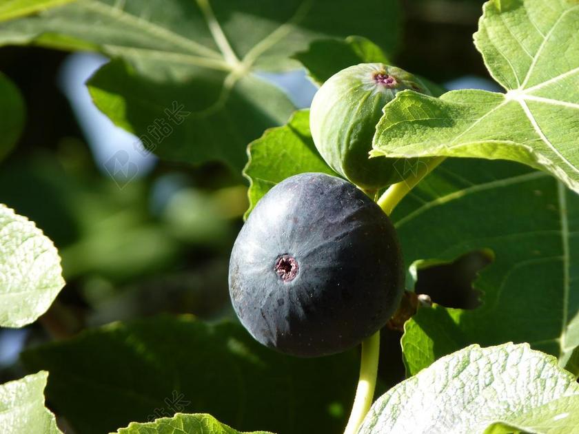 无花果 关闭 水果 厂 成熟