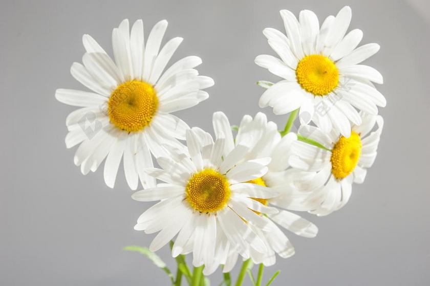洋甘菊 鲜花 布鲁姆 白色的雏菊 黄色中心 花瓣 灰色背景