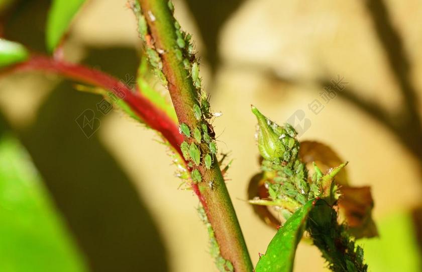 GREENFLY 蚜虫 SAP 吸 昆虫 生物 虱子 木虱