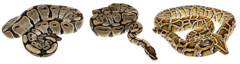 动物简约蛇背景图片