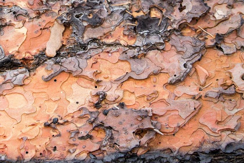 树树皮 拼图形状 倒下的树 火 树皮 下降 树 自然 森林