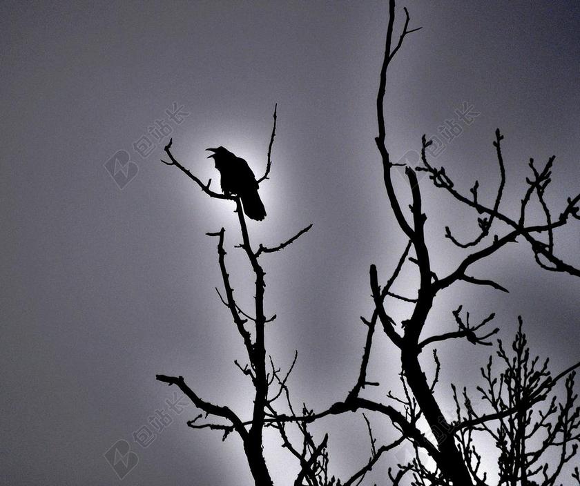 乌鸦 黑鸟 鸟 鬼 万圣节 侧影 黑暗