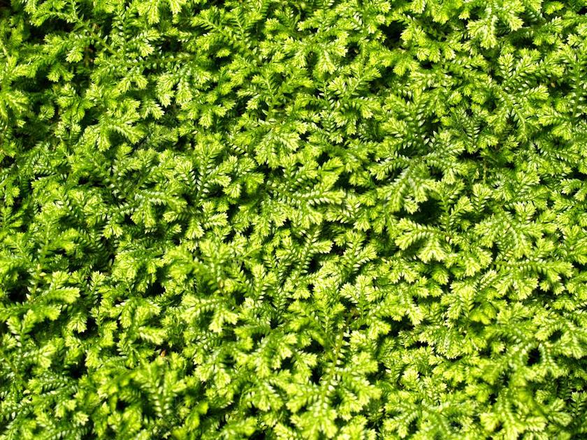 广告唯美绿叶叶片背景图片