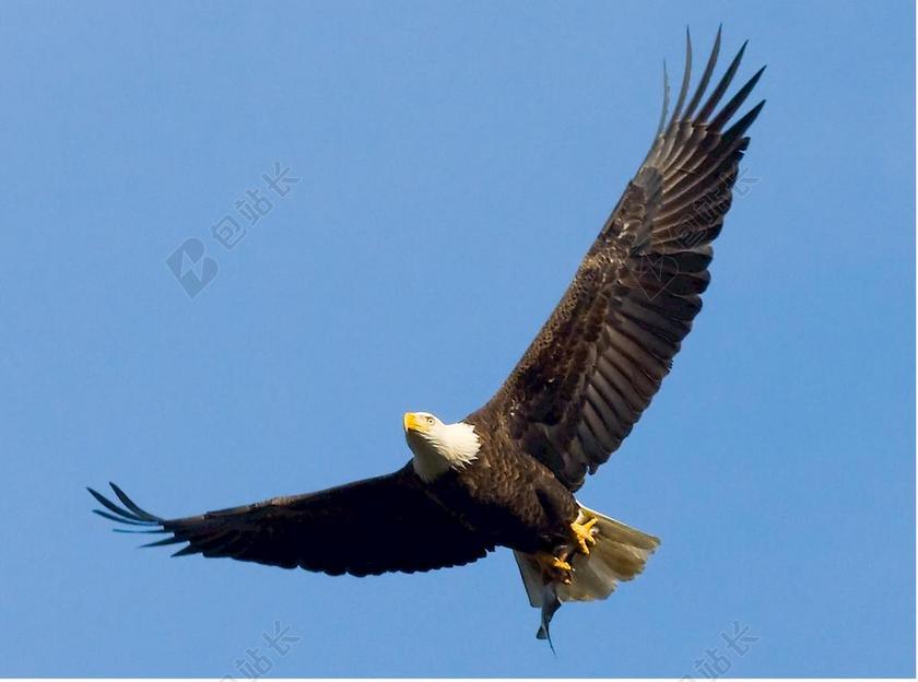 天空秃头鹰翱翔背景图片